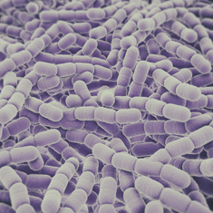 pneumococco 