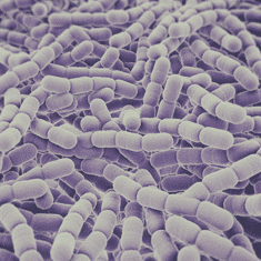 Batterio pneumococco